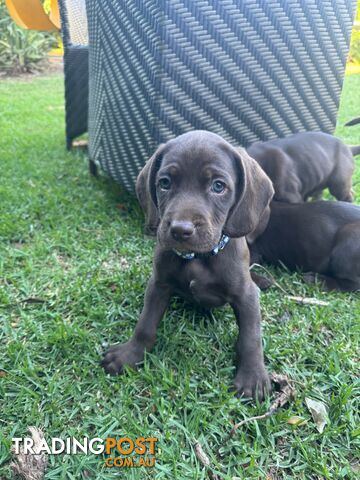 Expression of Interest - Springaraner (English Springer Spaniel x Weimaraner)