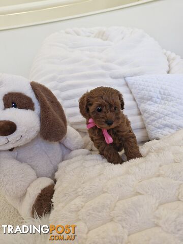 Ruby Red Cavoodle Puppies