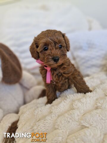 Ruby Red Cavoodle Puppies