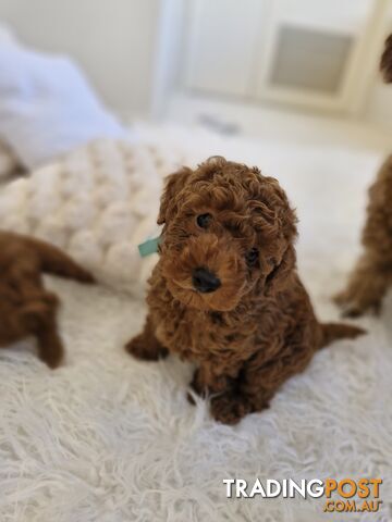 Ruby Red Cavoodle Puppies