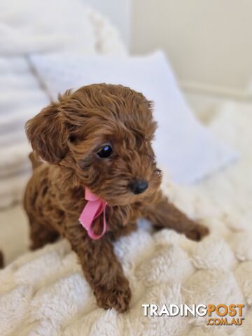 Ruby Red Cavoodle Puppies