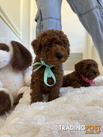 Ruby Red Cavoodle Puppies