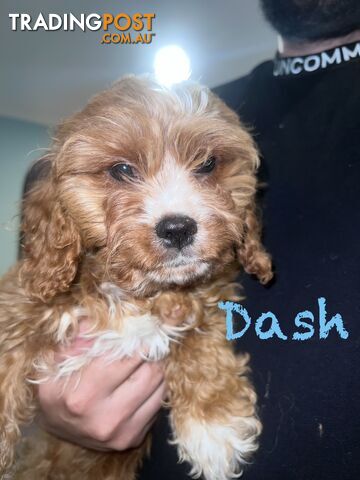 Purebred King Charles Cavaliers & Cavoodles