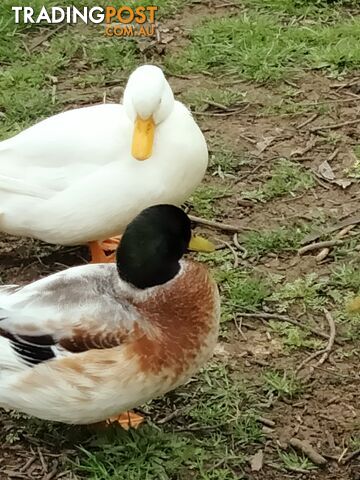 Call ducks