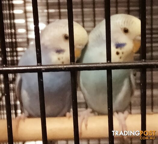 Young budgies