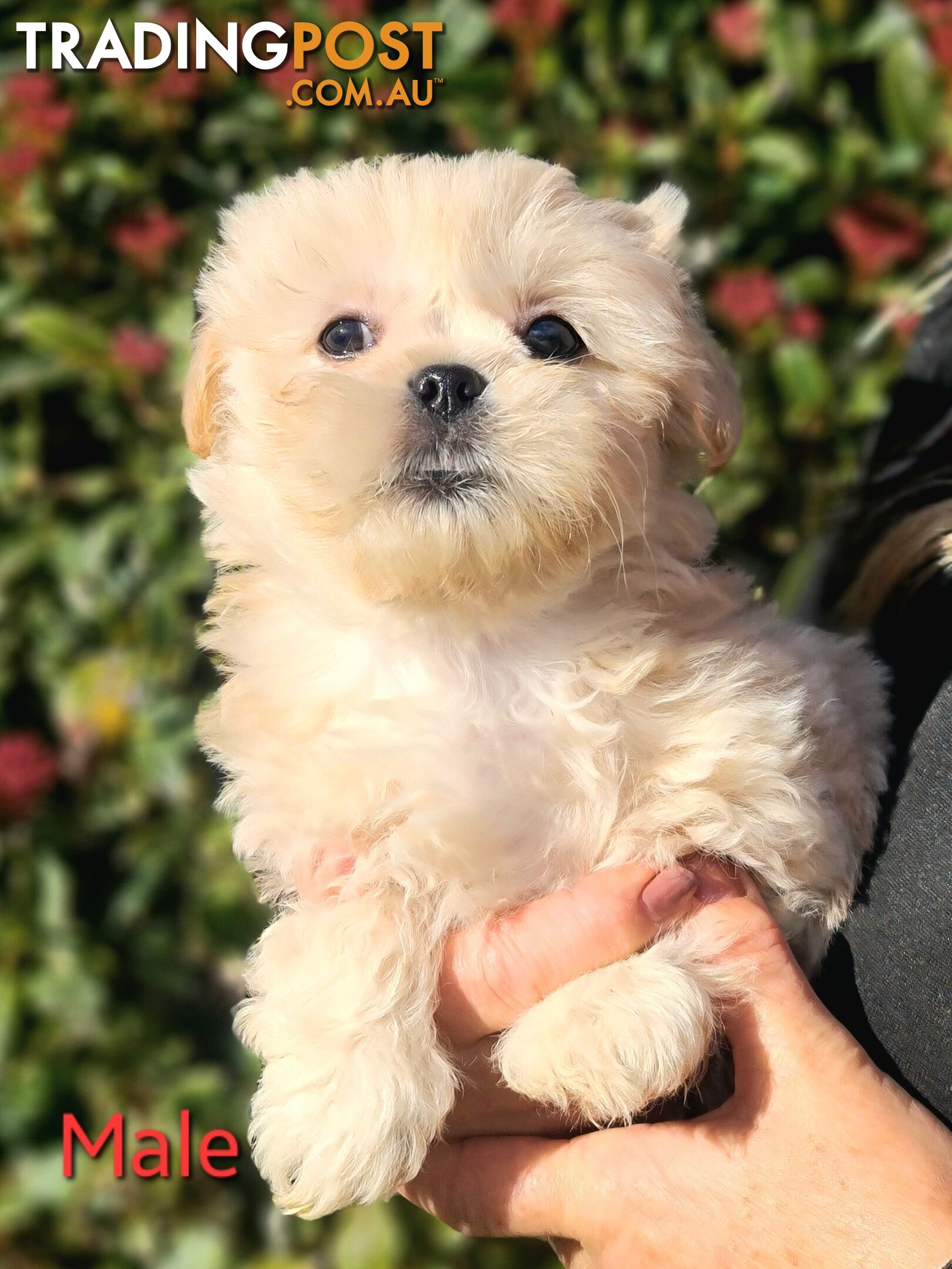 Maltese x Shih Tzu Puppies