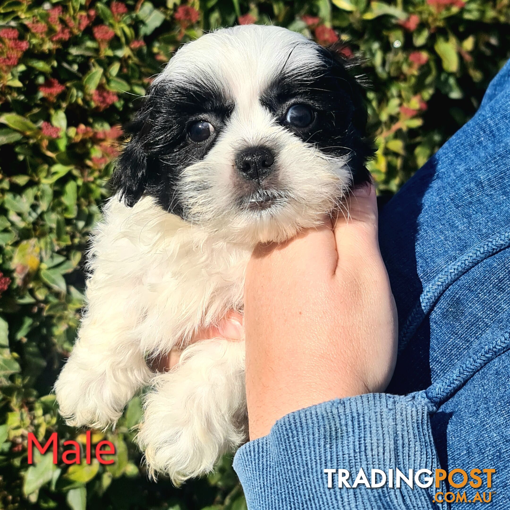 Maltese x Shih Tzu Puppies