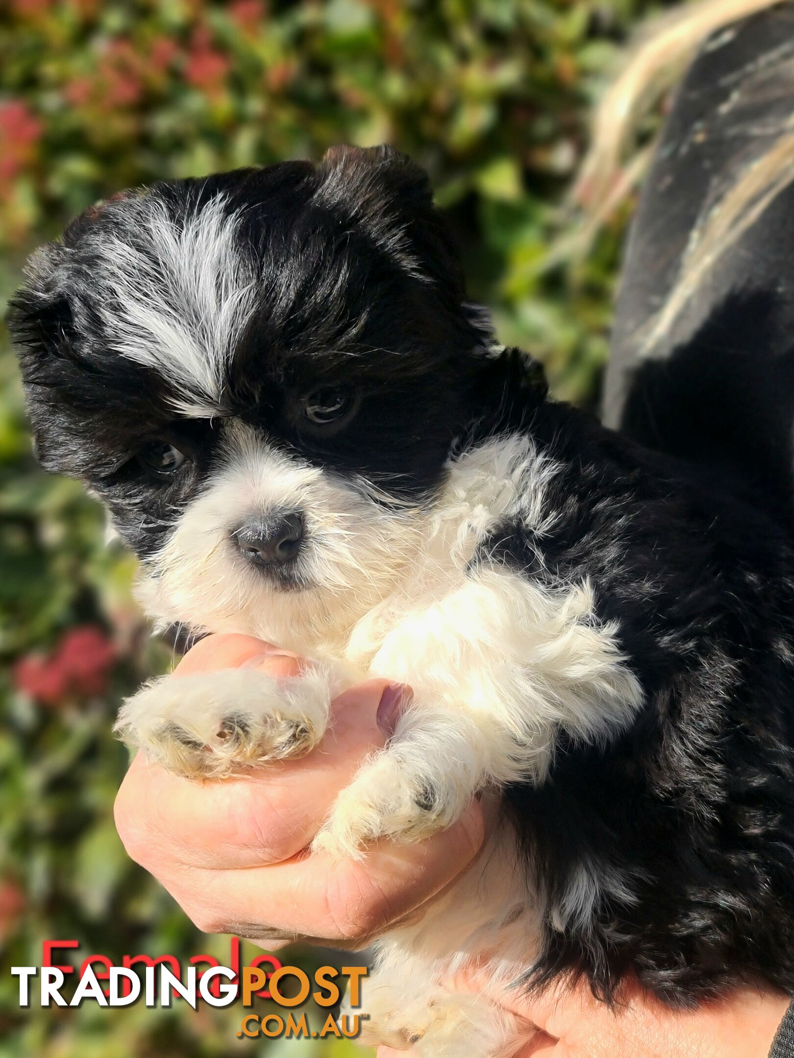 Maltese x Shih Tzu Puppies