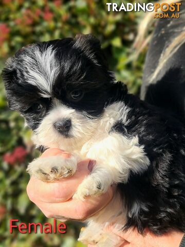 Maltese x Shih Tzu Puppies