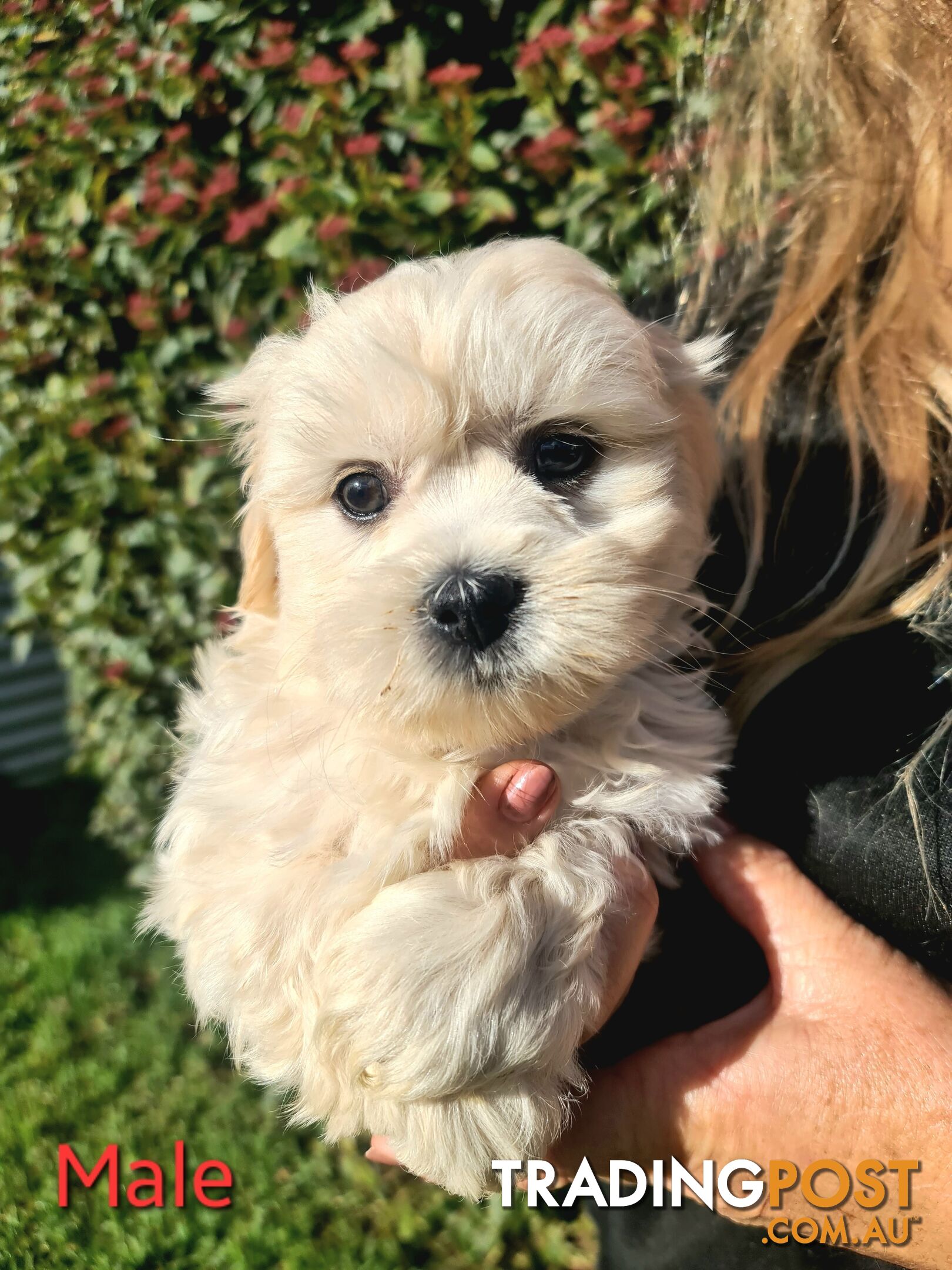 Maltese x Shih Tzu Puppies