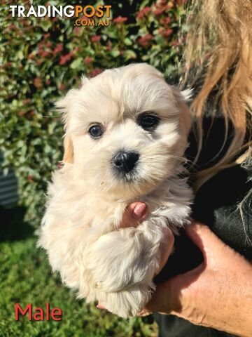 Maltese x Shih Tzu Puppies