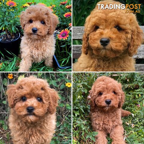 CAVOODLE (Toy) Puppies.