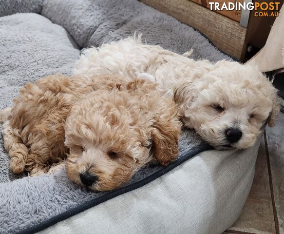 Pure Toy Poodle Puppies for sale