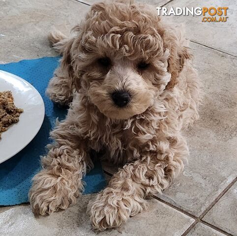 Pure Toy Poodle Puppies for sale