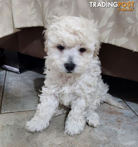 Pure Toy Poodle Puppies for sale