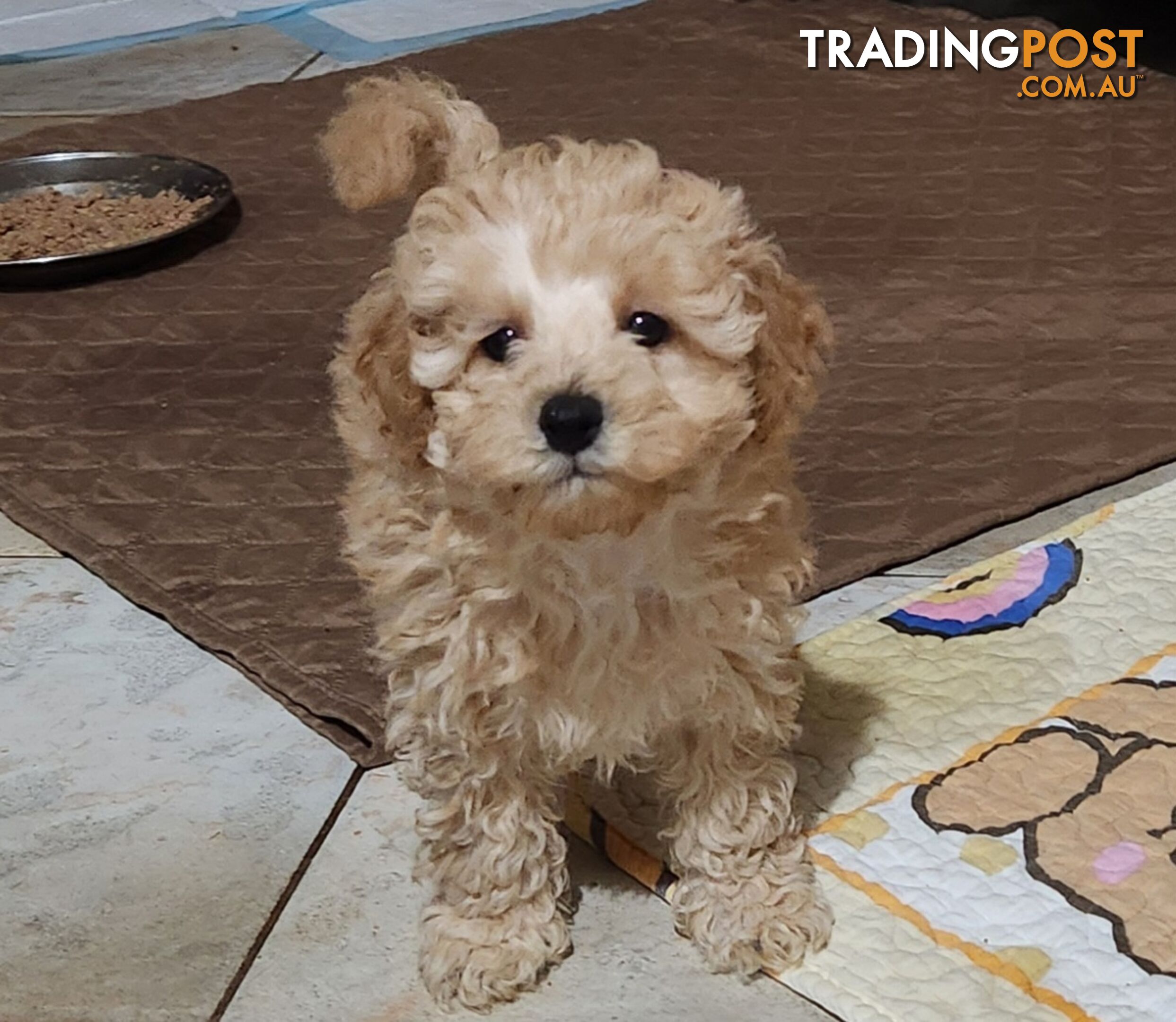 Pure Toy Poodle Puppies for sale