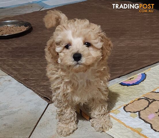 Pure Toy Poodle Puppies for sale