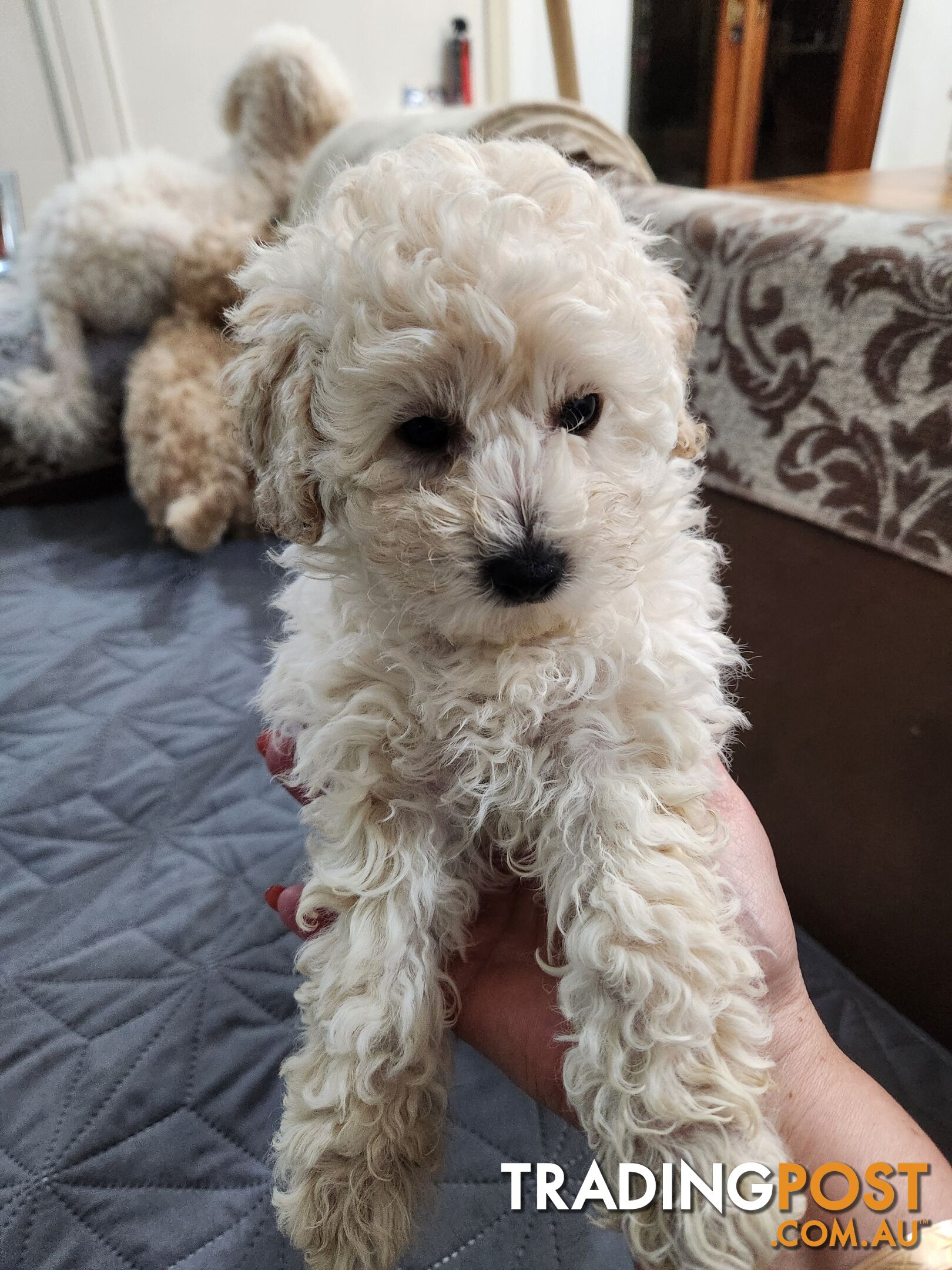 Pure Toy Poodle Puppies for sale