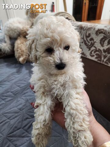 Pure Toy Poodle Puppies for sale