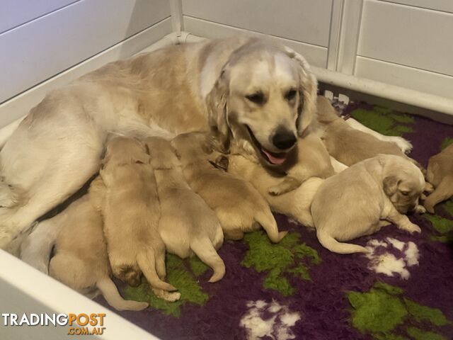 Trading post golden retriever 2024 puppies