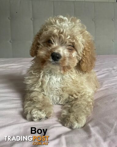 Cavoodles puppies ready for their forever homes