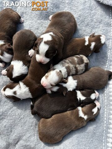 Border collie pups