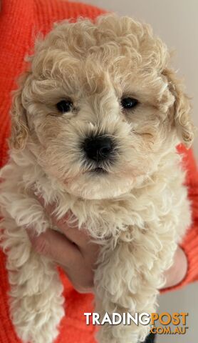 Moodle puppies. - photo 2 of 5