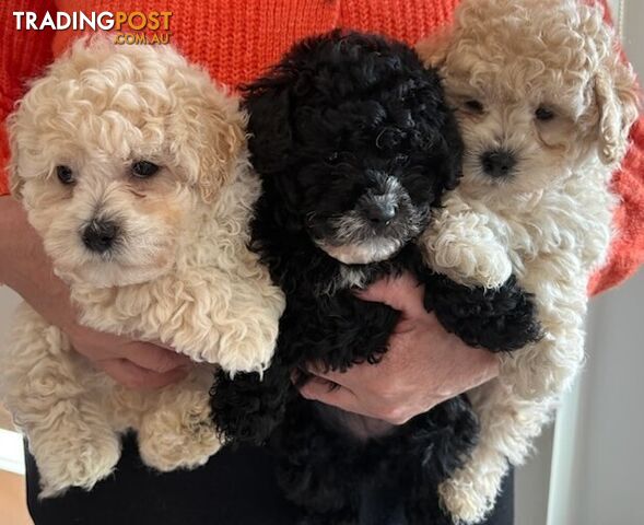 Moodle puppies.