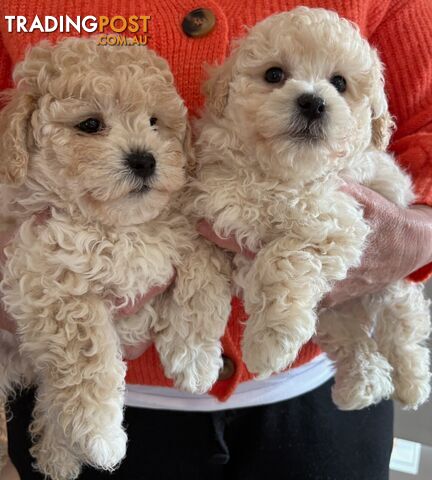 Moodle puppies. - photo 4 of 5