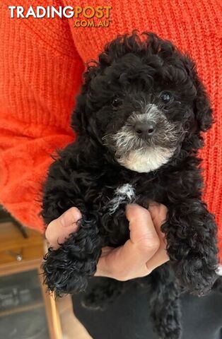 Moodle puppies. - photo 5 of 5