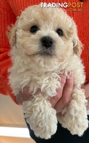 Moodle puppies. - photo 3 of 5