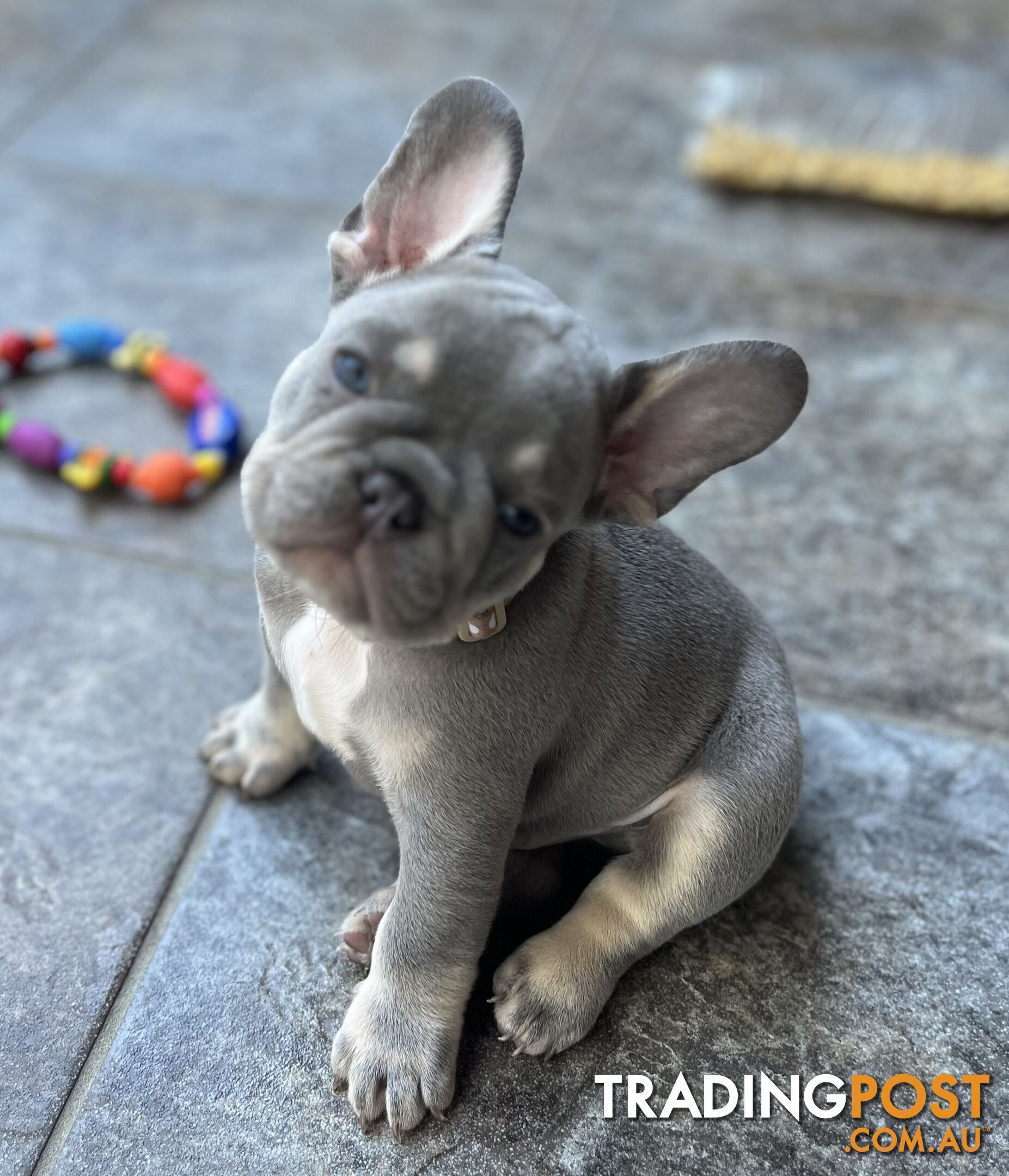 Beautiful French bulldog