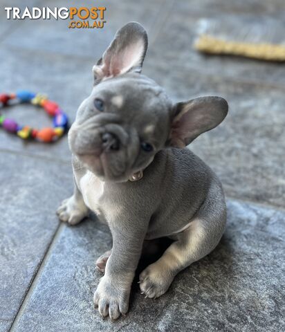 Beautiful French bulldog