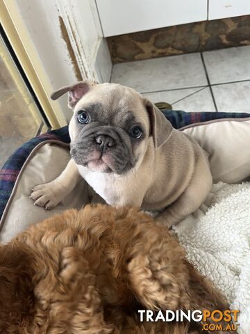 Beautiful French bulldog