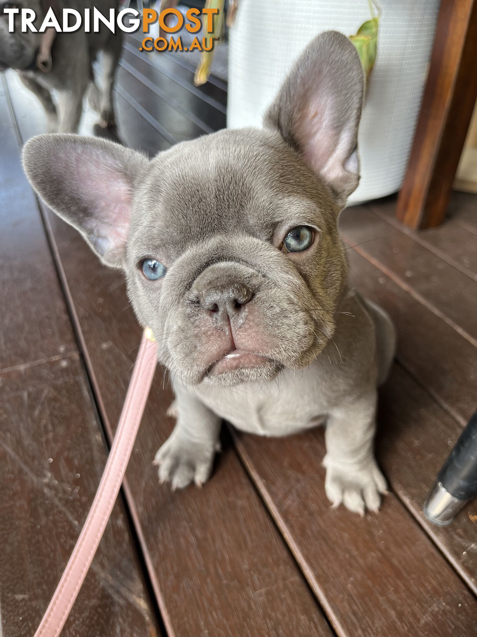 Beautiful French bulldog