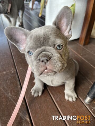 Beautiful French bulldog