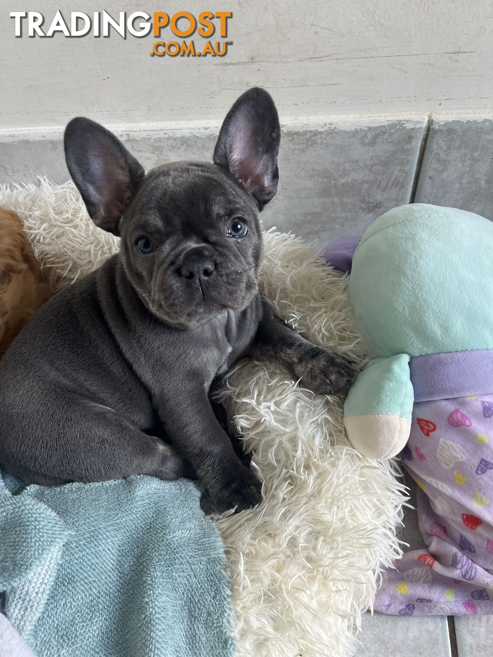 Beautiful French bulldog