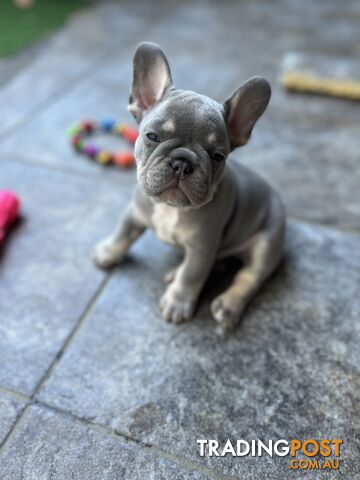 Beautiful French bulldog