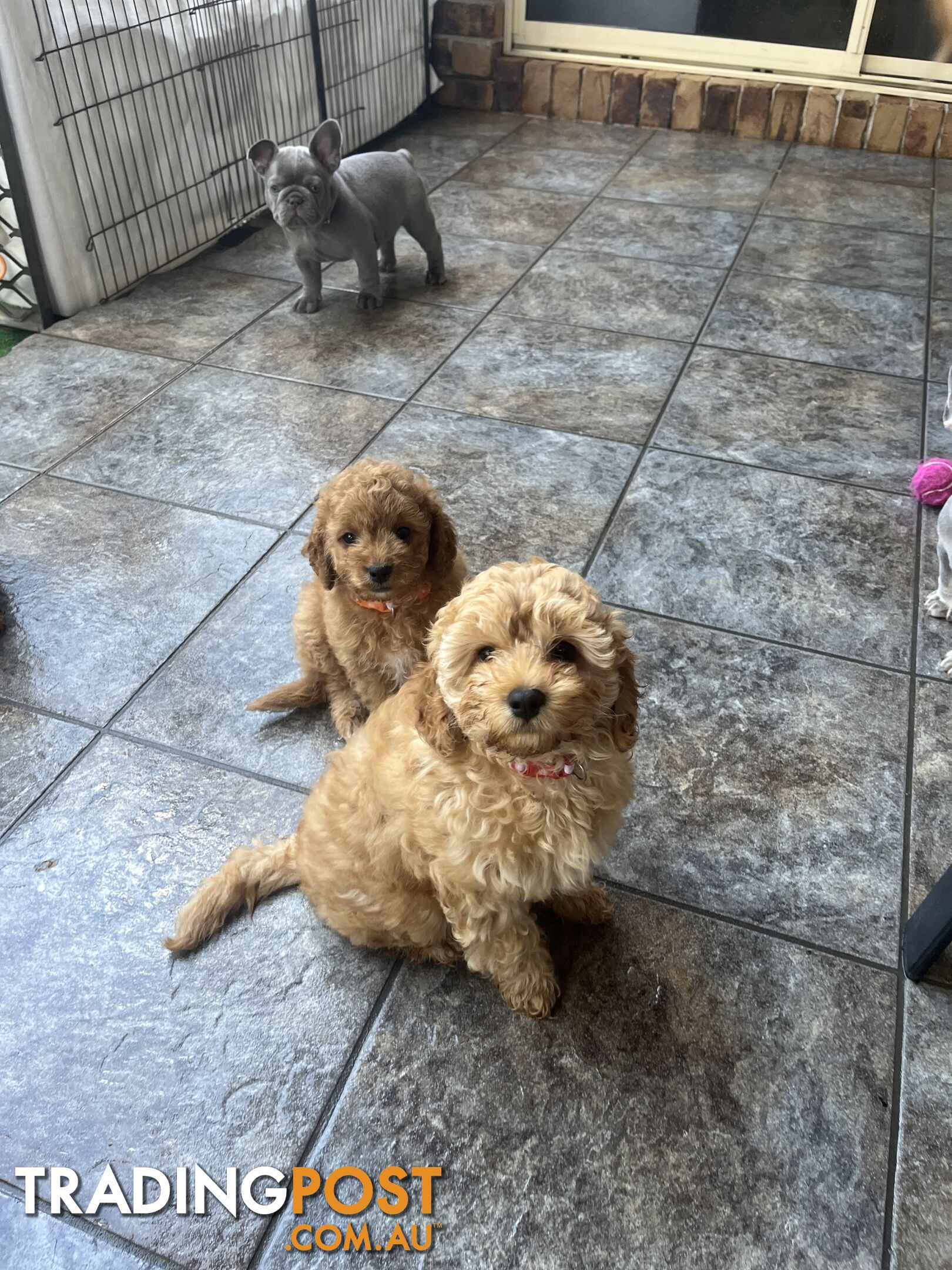 Beautiful cavoodles