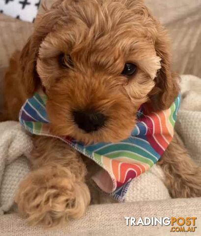 Beautiful cavoodles