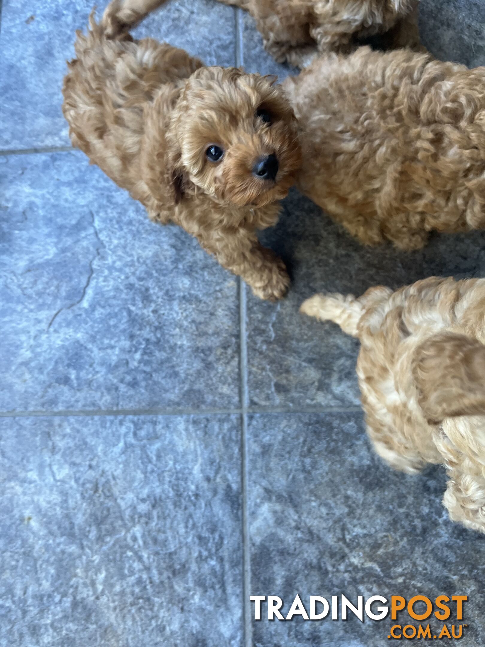 Beautiful cavoodles