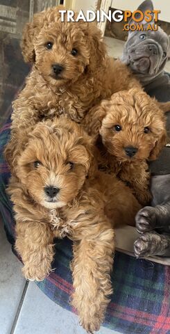 Beautiful cavoodles