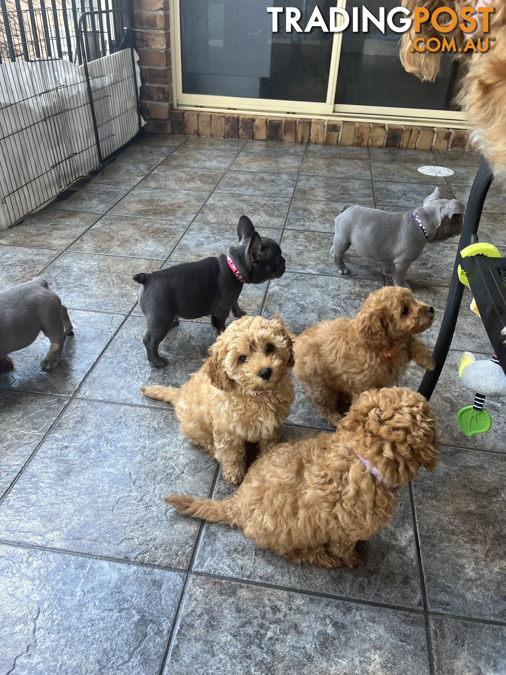 Beautiful cavoodles