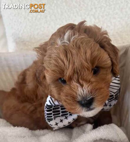 Beautiful cavoodles