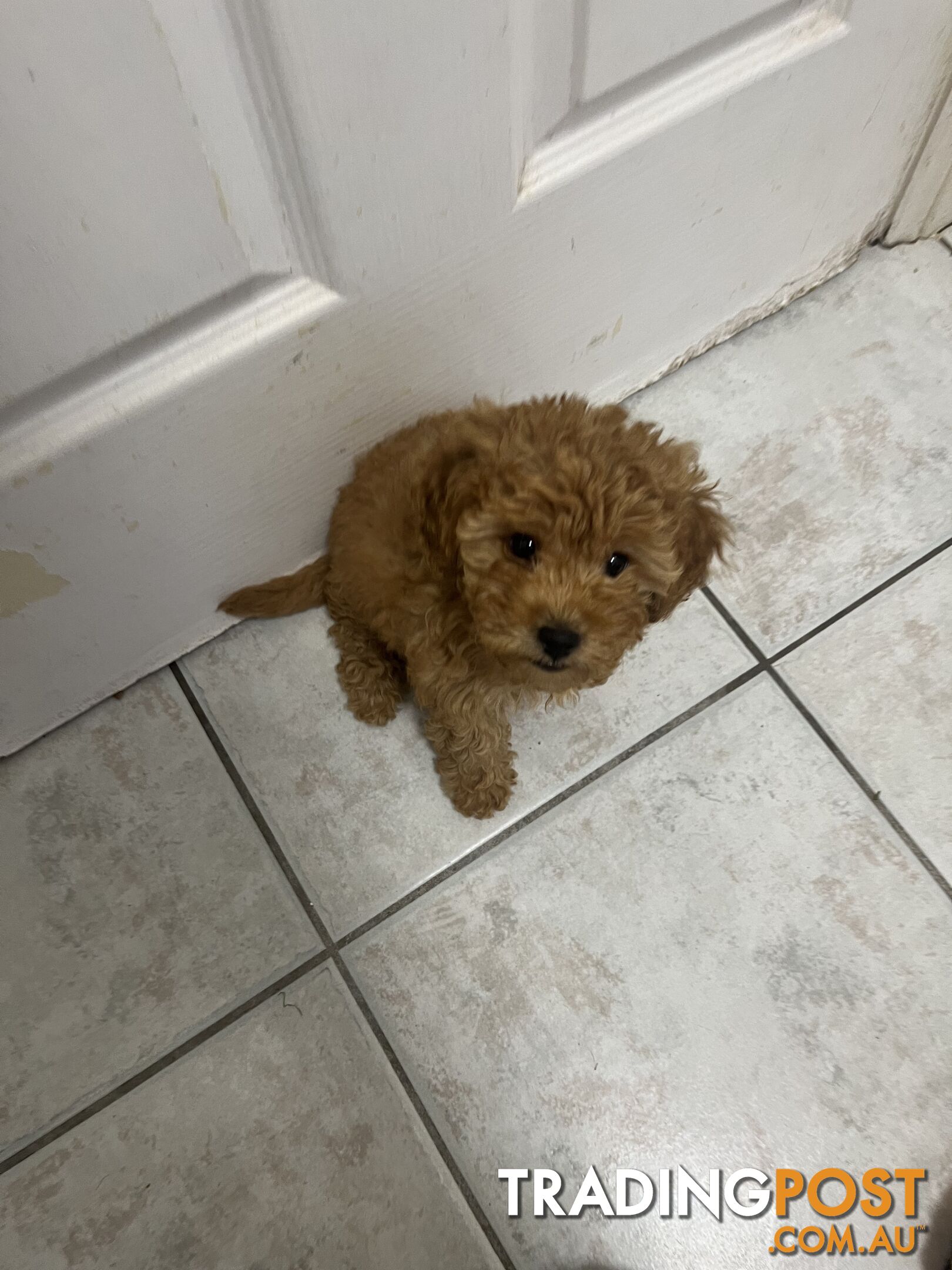 Beautiful cavoodles