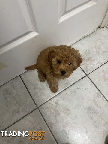 Beautiful cavoodles