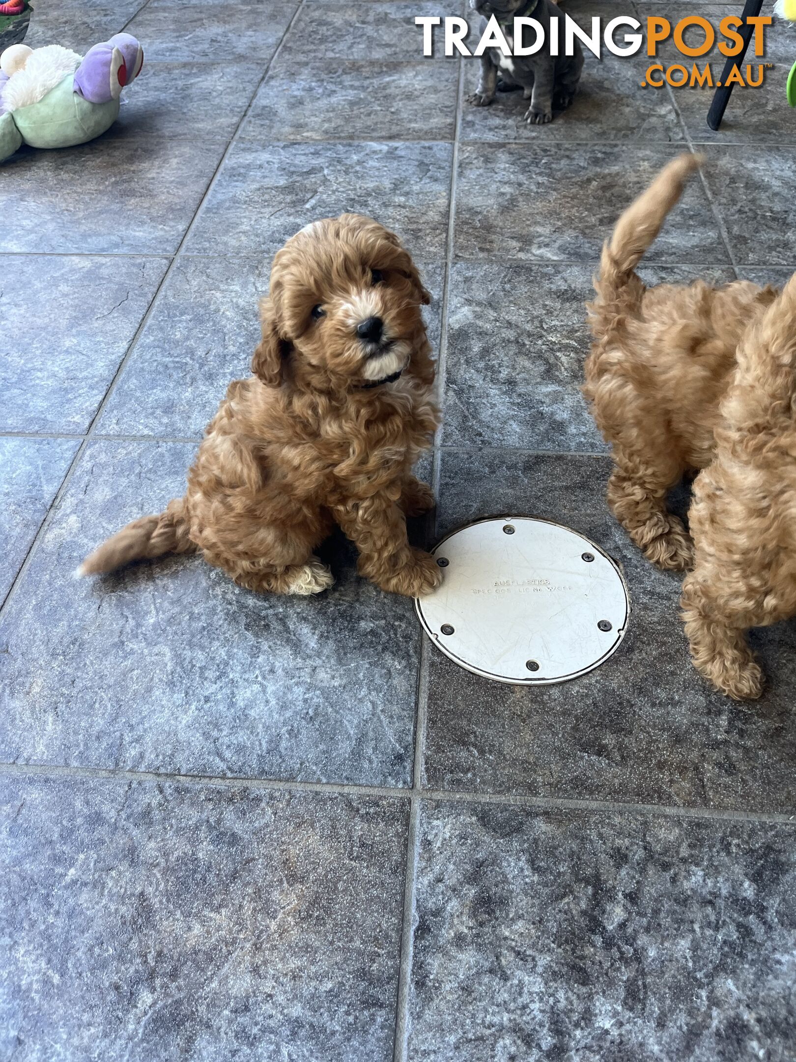 Beautiful cavoodles