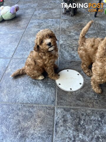 Beautiful cavoodles