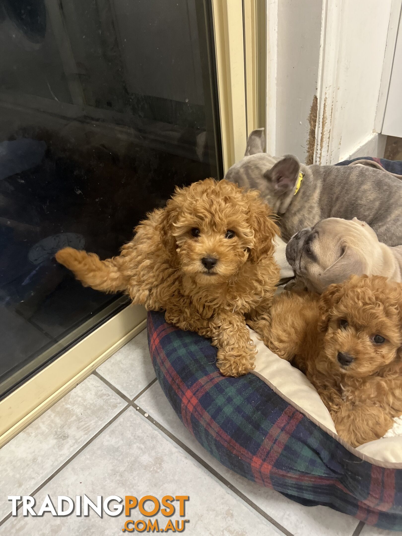 Beautiful cavoodles