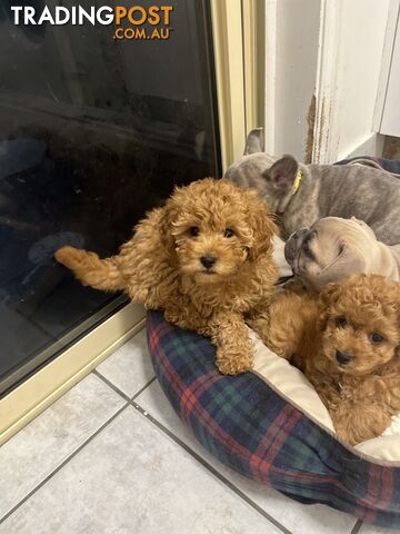 Beautiful cavoodles